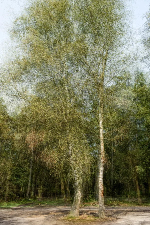 7 Irene Nicaise portfolio