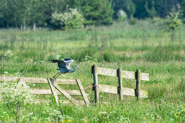 3 Irene Nicaise portfolio