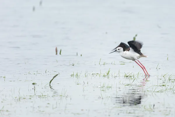 2 Irene Nicaise portfolio