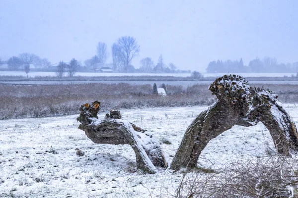 Winters-1
