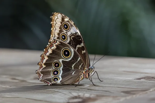 Dieren-2