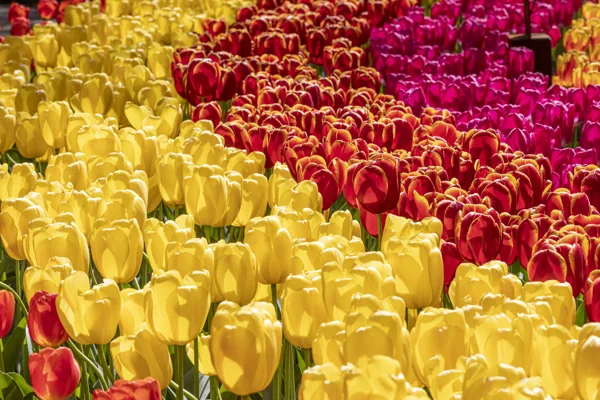 bloemen-3
