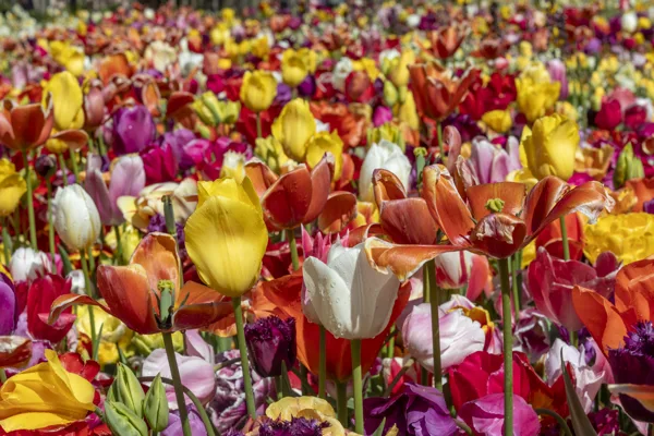 bloemen-2