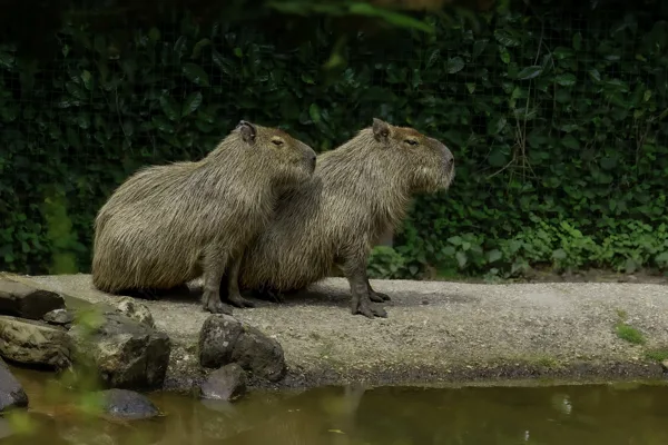 _MGL8772   Capibara's