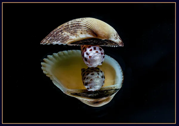 schelpen -spiegeling