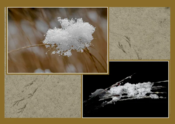winter Jan 2026