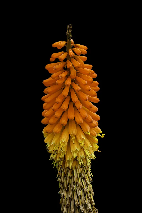 _MGL8787- Kniphofia