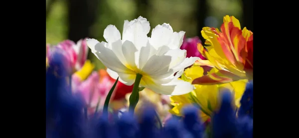 Keukenhof 