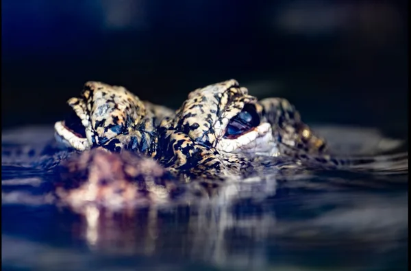 Krokodil 