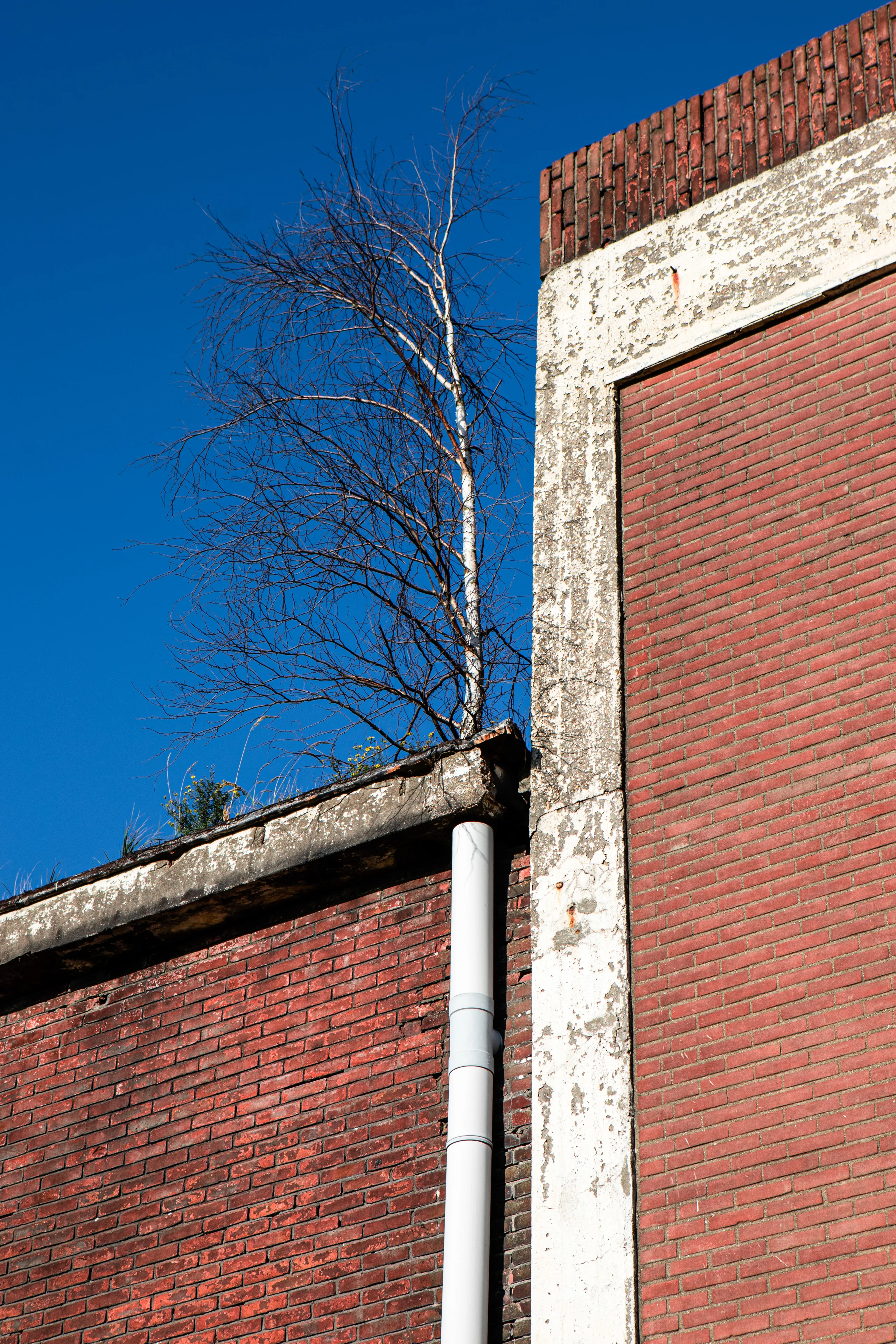 eXpoChallenge 25 - Frank - Red Brick wall Wortelpijp