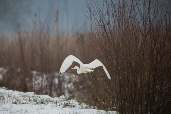 eXpoChallenge 05 - Frank - Birds