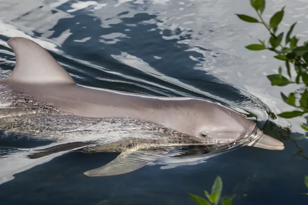 eXpoChallenge 19 - Frank - Animals in Full Color