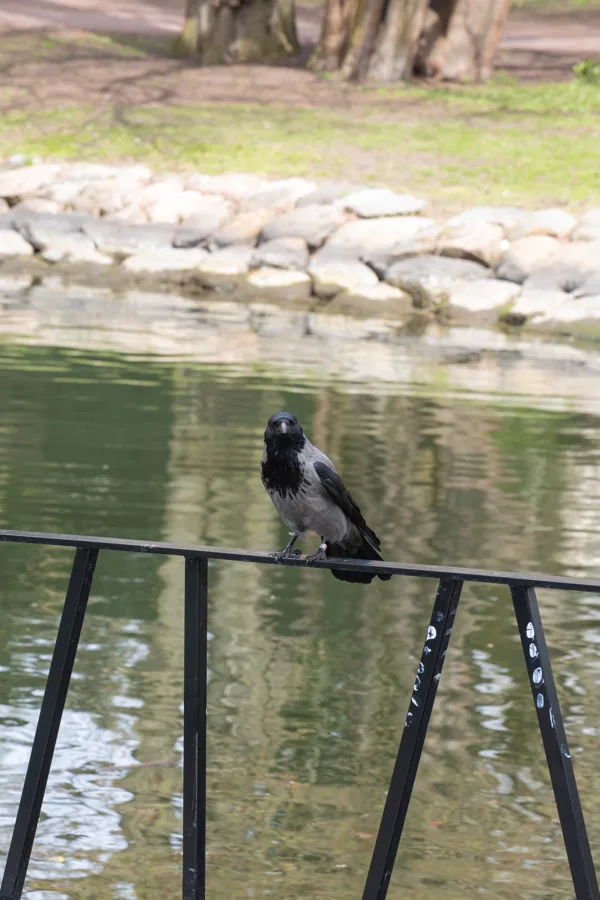 eXpoChallenge 145 - Frank - Vogels In Landschap