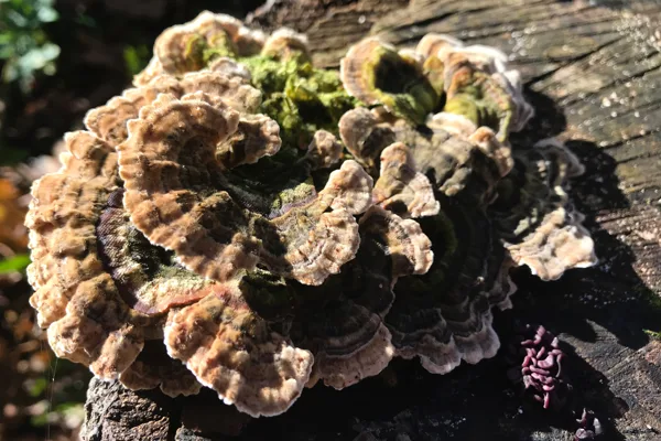 eXpoChallenge 61 - Frank - Mushrooms