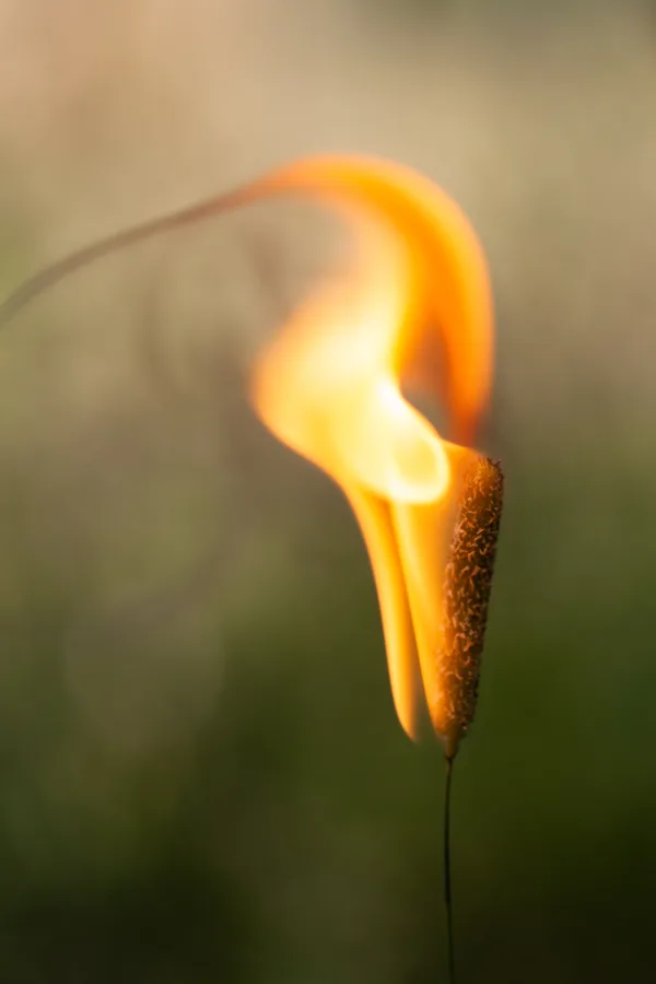 eXpoChallenge 15 - Frank - Fire