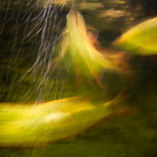 eXpoChallenge 81 - Frank - Fish