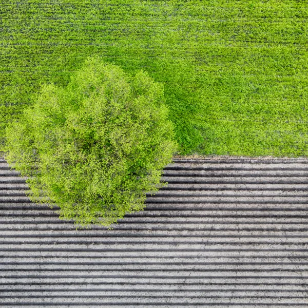 eXpoChallenge 233 - Frank - Border line tree