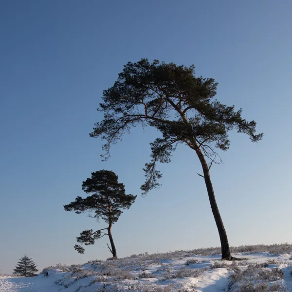 eXpoChallenge 69 - Frank - Three of