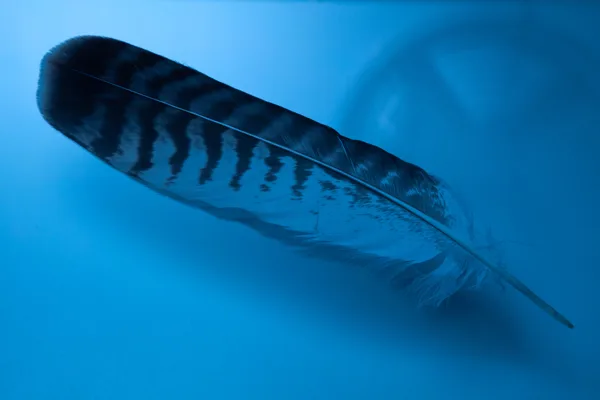 eXpoChallenge 27 - Frank Fragile - Frank -_