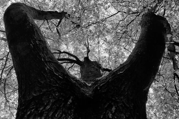 eXpoChallenge 12 - Frank - Tree-up