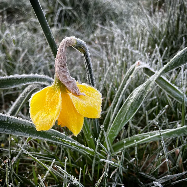 eXpoChallenge 119 - Frank - KISS