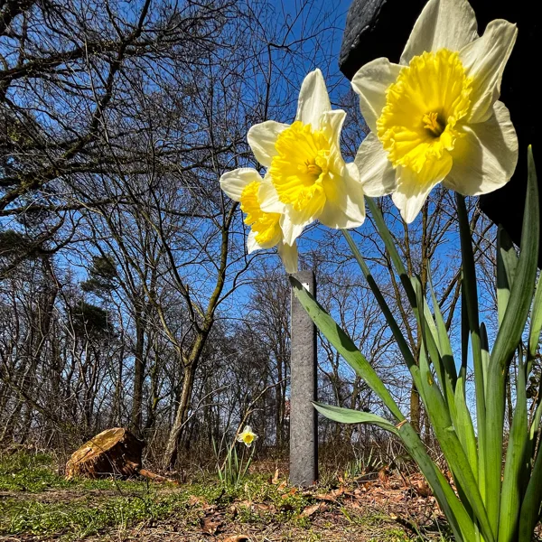 eXpoChallenge 185 - Frank - Flowers