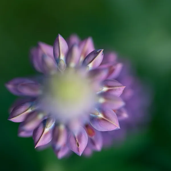 eXpoChallenge 73 - Frank - Macro Flower