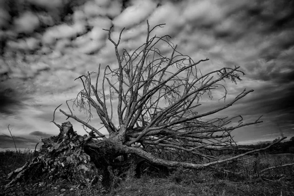 eXpoChallenge 109 - Frank - B&W Tones