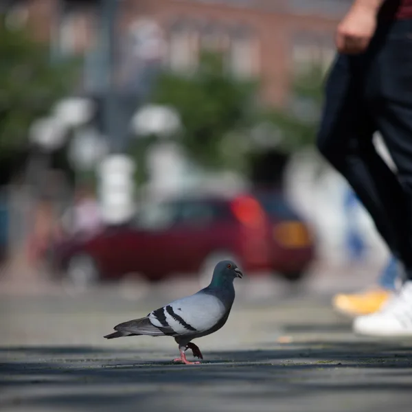eXpoChallenge 100 - Frank - 100#6 Dieren