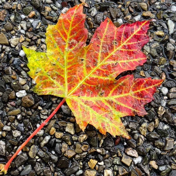 eXpoChallenge 108 - Frank