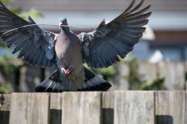 eXpoChallenge 41 - Frank - Animals in the garden