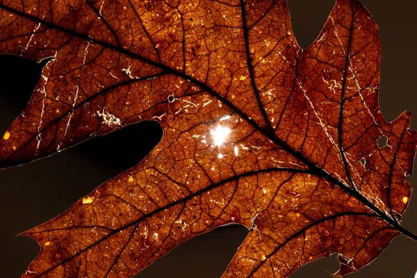 eXpoChallenge 134 - Frank - Backlit