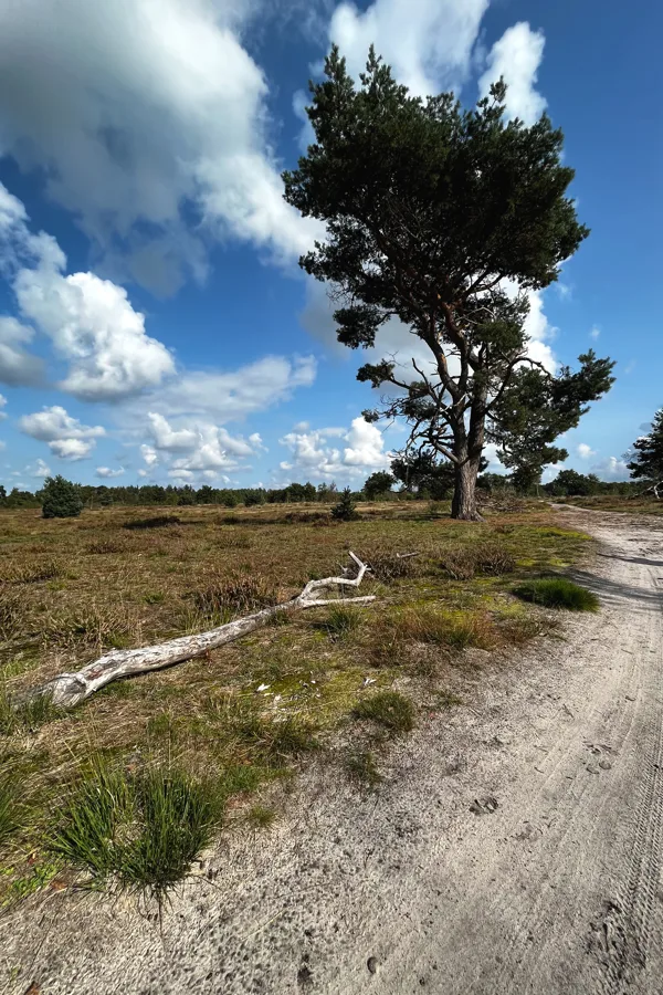 eXpoChallenge 131 - Frank - The Lone Tree