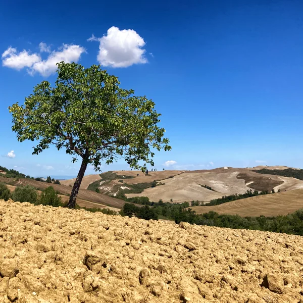 eXpoChallenge 106 - Frank - Tree