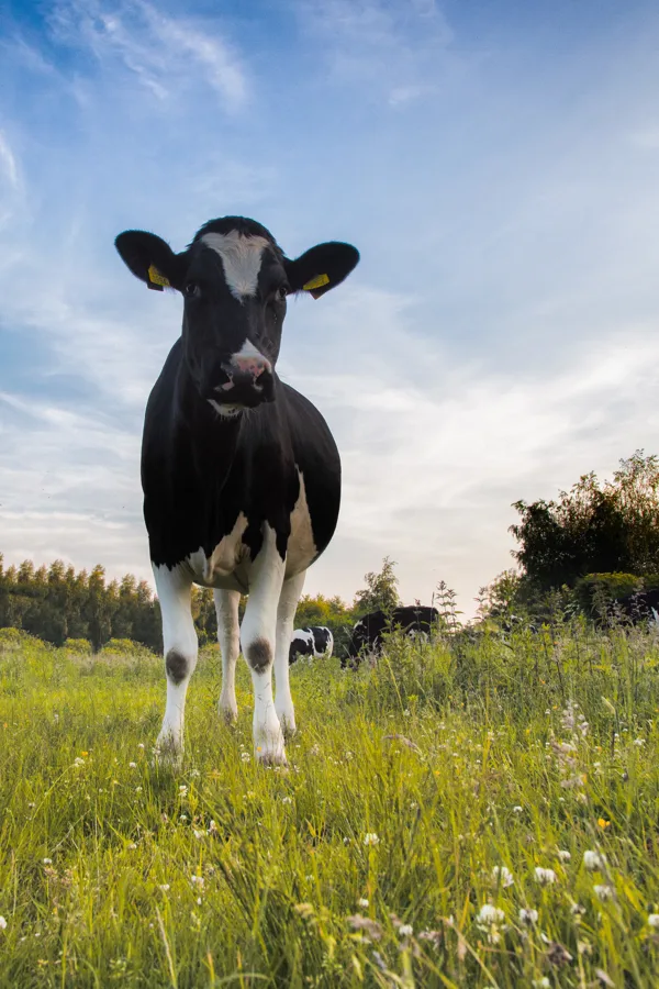 eXpoChallenge 75 - Frank - B&W Cow