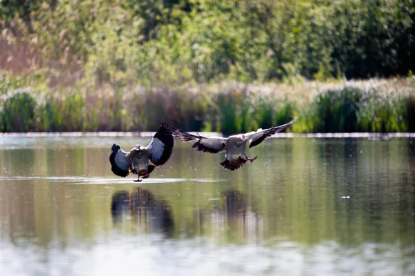 eXpoChallenge 40 - Frank - Maaswerken - Dieren