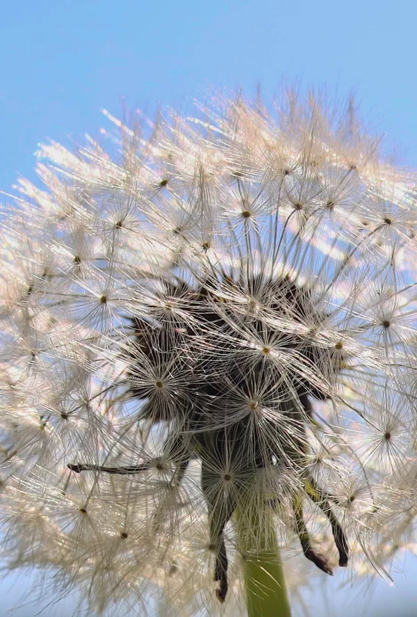paardebloem kwartaalfoto 2026-2