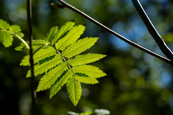 groen, Suzi Litjens (1 van 3)