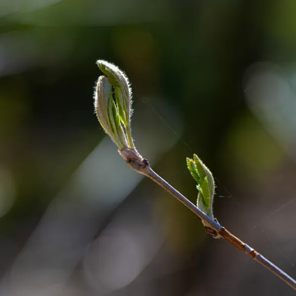 groen, Suzi Litjens (2 van 3)