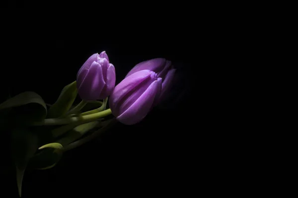 Purple tulips