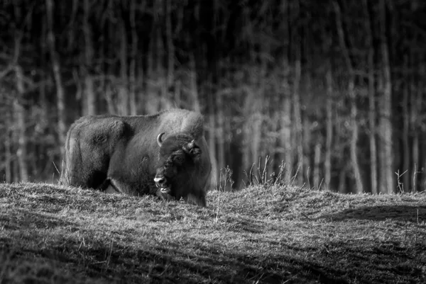 dieren in zw 11-3-2026 sjef 1