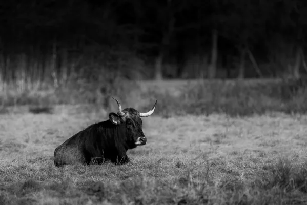 dieren in zw 11-3-2026 sjef 2