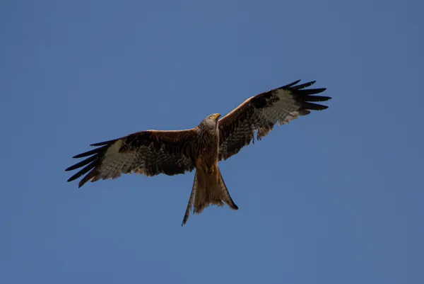 17-6 iets in de lucht sjef 3