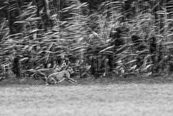 dieren in zw 11-3-2026 sjef 3