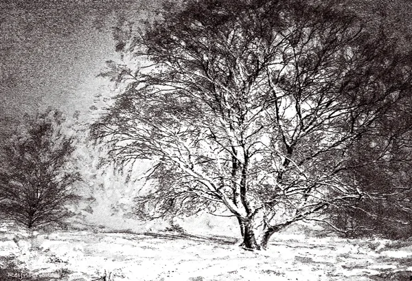 sneeuwboom-edit