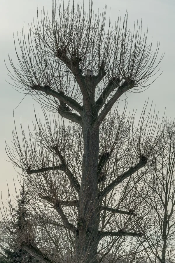 Silehouet boom