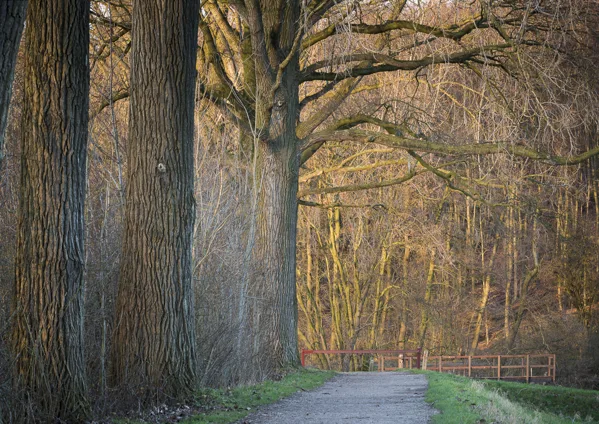 Weggetje in bos