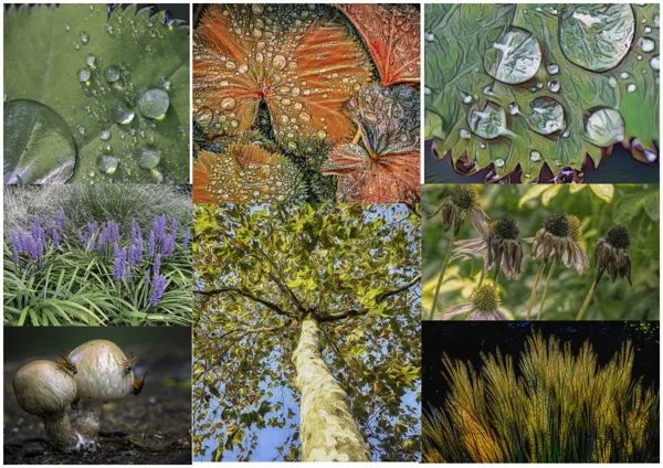 Compositie herfst