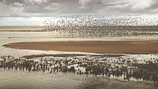 _Wad voor vogels achter 2