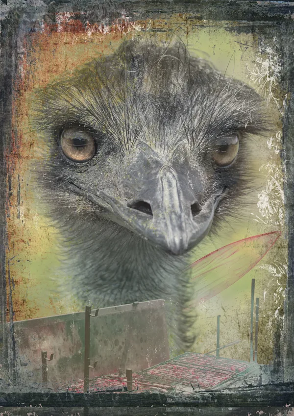 Struisvogel BQ